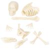 Accoutrements Itty Bitty Bones Glow in The Dark 10 Piece Set - Miniature Bones for Tiny Halloween Displays - Random Soft Vinyl Bones Skull Femur Spine Ribs Pelvis from Archie McPhee view 1