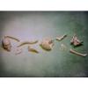 Accoutrements Itty Bitty Bones Glow in The Dark 10 Piece Set - Miniature Bones for Tiny Halloween Displays - Random Soft Vinyl Bones Skull Femur Spine Ribs Pelvis from Archie McPhee view 3