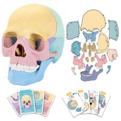 2025 New Human Anatomy Skull Model - 17 Part Puzzle with 10 Knowledge Flash Cards, Detachable Palm-Sized Mini Medical Model, Clinic Teaching Equipment, STEM Toy Gift for Kids