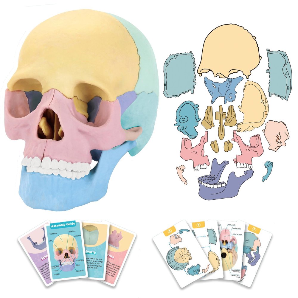 2025 New Human Anatomy Skull Model - 17 Part Puzzle with 10 Knowledge Flash Cards, Detachable Palm-Sized Mini Medical Model, Clinic Teaching Equipment, STEM Toy Gift for Kids