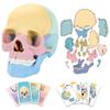 2025 New Human Anatomy Skull Model - 17 Part Puzzle with 10 Knowledge Flash Cards, Detachable Palm-Sized Mini Medical Model, Clinic Teaching Equipment, STEM Toy Gift for Kids view 1