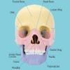 2025 New Human Anatomy Skull Model - 17 Part Puzzle with 10 Knowledge Flash Cards, Detachable Palm-Sized Mini Medical Model, Clinic Teaching Equipment, STEM Toy Gift for Kids view 3