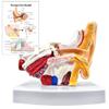 1.5 Times Human Ear Anatomy Model with Base - Professional PVC Outer Middle Inner Ear Structure Simulation Model for Teaching Demonstration view 1