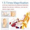 1.5 Times Human Ear Anatomy Model with Base - Professional PVC Outer Middle Inner Ear Structure Simulation Model for Teaching Demonstration view 2