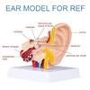 1.5 Times Human Ear Anatomy Model with Base - Professional PVC Outer Middle Inner Ear Structure Simulation Model for Teaching Demonstration view 3