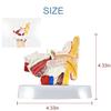 1.5 Times Human Ear Anatomy Model with Base - Professional PVC Outer Middle Inner Ear Structure Simulation Model for Teaching Demonstration view 4