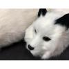 blue-ther Spring Animal (Rabbit Fur) Magic Tricks White Fox Raccoon Available Comedy Magia Stage Illusions Gimmicks Mentalism Props (White Fox) view 1