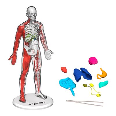 Discovery 3D Human Anatomy Biology Model Kit, 28-Piece Glow-in-The-Dark Human Body Model Skeleton, Interactive Learning & Education Toys Ages 8+