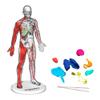 Discovery 3D Human Anatomy Biology Model Kit, 28-Piece Glow-in-The-Dark Human Body Model Skeleton, Interactive Learning & Education Toys Ages 8+ view 1