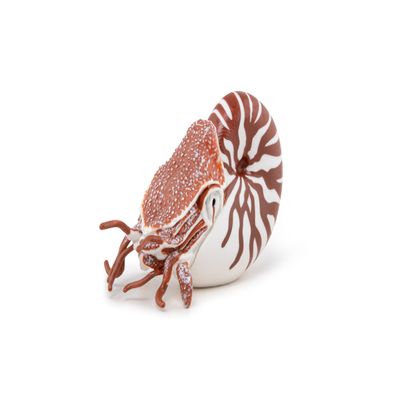 Nautilus