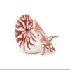 Nautilus view 3