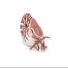 Nautilus view 4