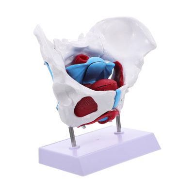 1pc Pelvic Uterus Model Pelvic Educational Model Display Pelvic Model Pvc Pelvis Model Pelvic Structure Model Medical Pelvic Model Pelvis Model for Teaching Pelvic Anatomy Model