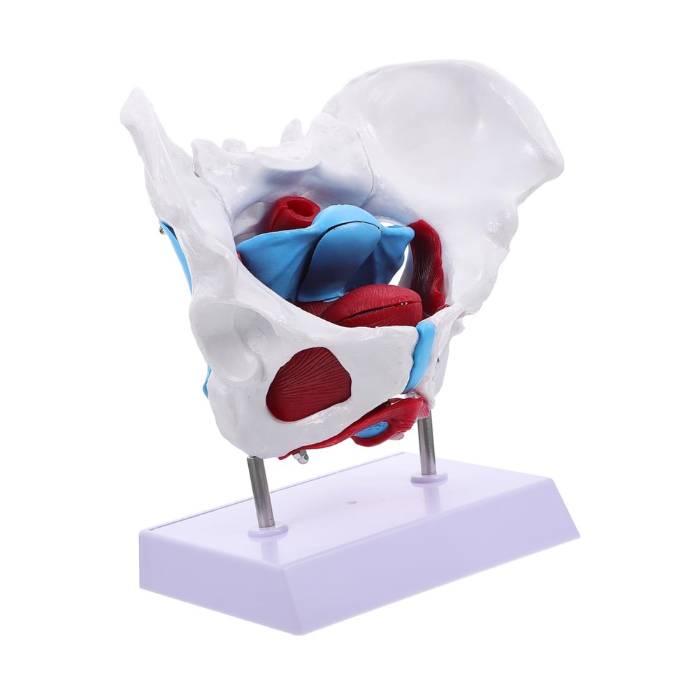 1pc Pelvic Uterus Model Pelvic Educational Model Display Pelvic Model Pvc Pelvis Model Pelvic Structure Model Medical Pelvic Model Pelvis Model for Teaching Pelvic Anatomy Model
