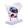 1pc Pelvic Uterus Model Pelvic Educational Model Display Pelvic Model Pvc Pelvis Model Pelvic Structure Model Medical Pelvic Model Pelvis Model for Teaching Pelvic Anatomy Model view 1