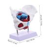 1pc Pelvic Uterus Model Pelvic Educational Model Display Pelvic Model Pvc Pelvis Model Pelvic Structure Model Medical Pelvic Model Pelvis Model for Teaching Pelvic Anatomy Model view 2