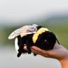 TAMMYFLYFLY Soft Insect Plush Toy, Stuffed Bee Animal Doll,Cute Honeybee Plush Doll,17cm (Bee) view 1