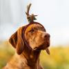 ATAMET Antler Horn Headpiece Reindeer Headband Costume Hat Horn Christmas Gift Headband Accessories (Large, Brown) view 4
