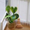 Amosfun Mini Witch Broom Hanging Decoration 5.5 Inch Straw Broomstick Ornament for Halloween and Christmas Dollhouse Accessories view 4