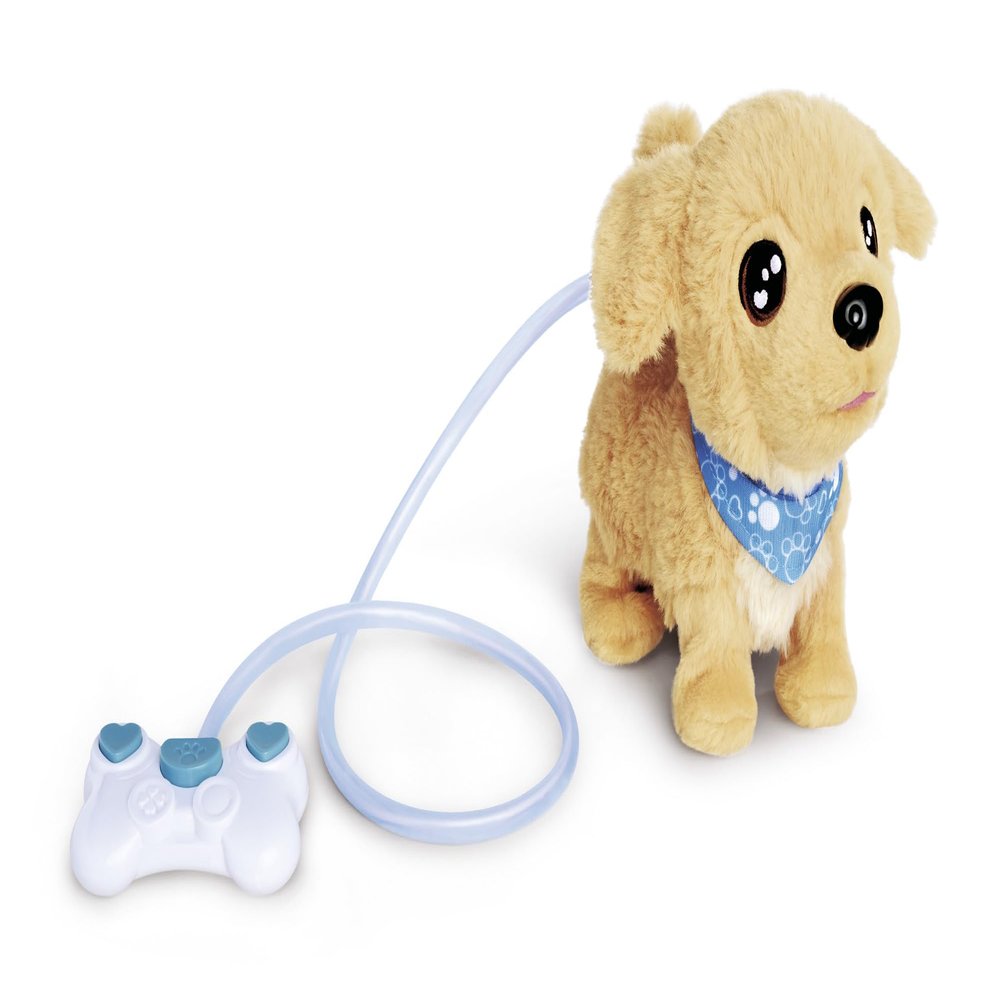 CCL Loomy, Golden Retriever