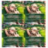 4x | Bloom Tender | Anime | Full Art | Foil or Non-Foil (Non Foil) view 1