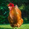 ComiMag 6 Pieces Chicken Hats, Doll Hats, Bear Clothes, Stuffed Animal Clothing, Chicken Helmets view 3