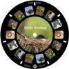 MayKo Bird Reels for Viewfinder Compatible View Master Viewers. Set of 3 (Reels Only) view 3