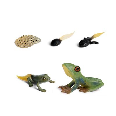 shenhailan Realistic Animal Growth Cycle Model, Garden Animals for Collect and Decorate Halloween Props (Frog) OX117-111
