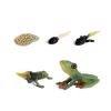 shenhailan Realistic Animal Growth Cycle Model, Garden Animals for Collect and Decorate Halloween Props (Frog) OX117-111 view 1