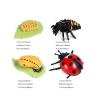 shenhailan Realistic Animal Growth Cycle Model, Garden Animals for Collect and Decorate Halloween Props (Ladybug) OX117-122 view 2