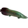 JOKFEICE Ocean Sea Animal Toys, Realistic Arapaima Fairy Garden Accessories, Learning Educational Toys for Christmas Birthday Cake Topper Gift for Kids Without Base view 1