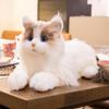 Chongker Interactive Robot Cat, Plush Stuffed Animal Toys, Bionic Motion, Purr Heartbeat Sound, Custom Naming Lifelike Cat Companion for Children and The Elderly view 1