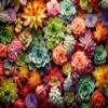 1000 Piece Puzzle for Adults - Succulent Plants - Family Toys, Gift (Succulent, 1000 Pieces) view 1