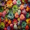 1000 Piece Puzzle for Adults - Succulent Plants - Family Toys, Gift (Succulent, 1000 Pieces) view 2