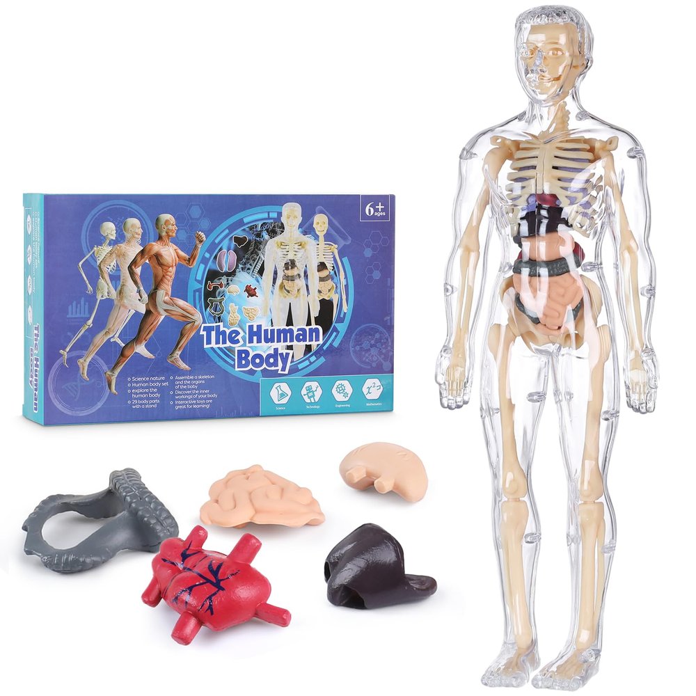 Human Body Model for Kids, Fully Transparent Body, 29 Piece Anatomy Figure 3D Anatomy Kit Removable Organs, Bones STEM Toy for Ages 6+