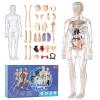 Human Body Model for Kids, Fully Transparent Body, 29 Piece Anatomy Figure 3D Anatomy Kit  Removable Organs, Bones STEM Toy for Ages 6+ view 2
