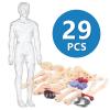 Human Body Model for Kids, Fully Transparent Body, 29 Piece Anatomy Figure 3D Anatomy Kit  Removable Organs, Bones STEM Toy for Ages 6+ view 3