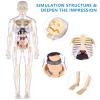Human Body Model for Kids, Fully Transparent Body, 29 Piece Anatomy Figure 3D Anatomy Kit  Removable Organs, Bones STEM Toy for Ages 6+ view 4