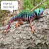 3D By Billy B The Articulating Rainbow Skeleton Crocodile Sculpture/Fidget Toy view 2
