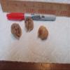 6 - Chinese Praying Mantis Egg Cases - Small Size - Shipped Hatching Habitat Bag. Should Produce betwee 20 and 300 hatchlings. Great Also for School Science prodjects. Hot New pet to own. view 2