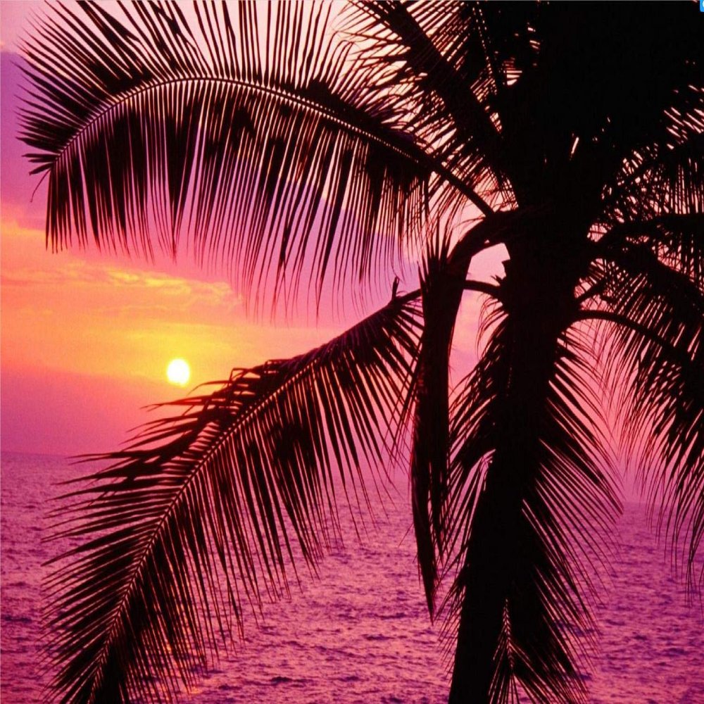 1000 Pieces Wooden Jigsaw Puzzle for Adults, Family or Elderly, Palm Tree Sunrise Puzzles, Art Home Decor DIY Funny Parent-Child Educational Game Toy Sunset Puzzle Gift for Mom, Wife, Friend