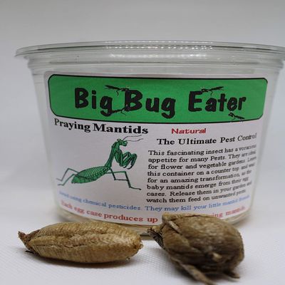 3 - European Praying Mantis Egg Cases - can Hatch 200-600 Babies per Egg - (M. religiosa) Despite Being an introduced Species Many Years ago, it is The Official State Insect of Connecticut