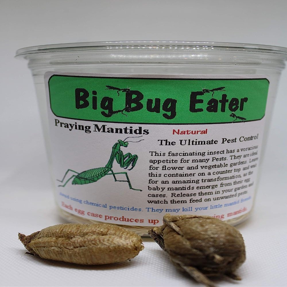 3 - European Praying Mantis Egg Cases - can Hatch 200-600 Babies per Egg - (M. religiosa) Despite Being an introduced Species Many Years ago, it is The Official State Insect of Connecticut