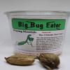 3 - European Praying Mantis Egg Cases - can Hatch 200-600 Babies per Egg - (M. religiosa) Despite Being an introduced Species Many Years ago, it is The Official State Insect of Connecticut view 1
