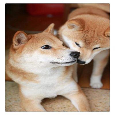1000 Pieces Jigsaw Puzzles for Adults Wooden Jigsaw Puzzle Two Shiba Inu Puzzles DIY Home Decor Wall Art Fun Family Game Toy Gift for Family Dad Mom Wife Friends