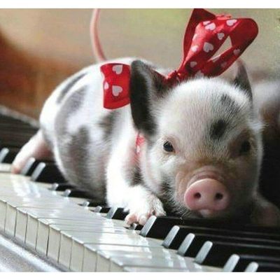 1000 Pieces Jigsaw Puzzles for Adults Toy Mini Pig On A Piano Wooden Puzzle Cute Piggy Challenge Puzzle Game for Youth Childen Home Wall Decoration Preschool Toy Best Gift