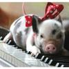 1000 Pieces Jigsaw Puzzles for Adults Toy Mini Pig On A Piano Wooden Puzzle Cute Piggy Challenge Puzzle Game for Youth Childen Home Wall Decoration Preschool Toy Best Gift view 1