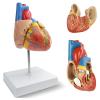 2-Parts Life Size Human Heart Model,Anatomical Model Heart with 48 Accurate Numbered Structures Cardiac ,Anatomy Model with Number Manual,Magnets,Display Base,for Classroom and Cardiology Study view 1