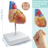 2-Parts Life Size Human Heart Model,Anatomical Model Heart with 48 Accurate Numbered Structures Cardiac ,Anatomy Model with Number Manual,Magnets,Display Base,for Classroom and Cardiology Study view 2