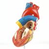 2-Parts Life Size Human Heart Model,Anatomical Model Heart with 48 Accurate Numbered Structures Cardiac ,Anatomy Model with Number Manual,Magnets,Display Base,for Classroom and Cardiology Study view 4